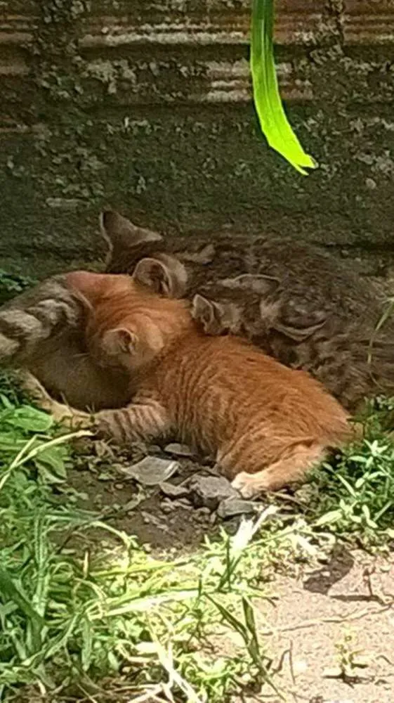 Gato ra a  idade 2 a 6 meses nome gatinhos