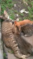 gatinhos