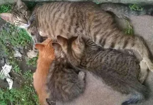 Gato raça  idade 2 a 6 meses nome gatinhos