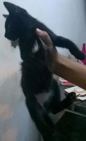 Gato raça sem raça idade 2 a 6 meses nome sem nome