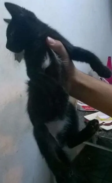 Gato ra a sem raça idade 2 a 6 meses nome sem nome