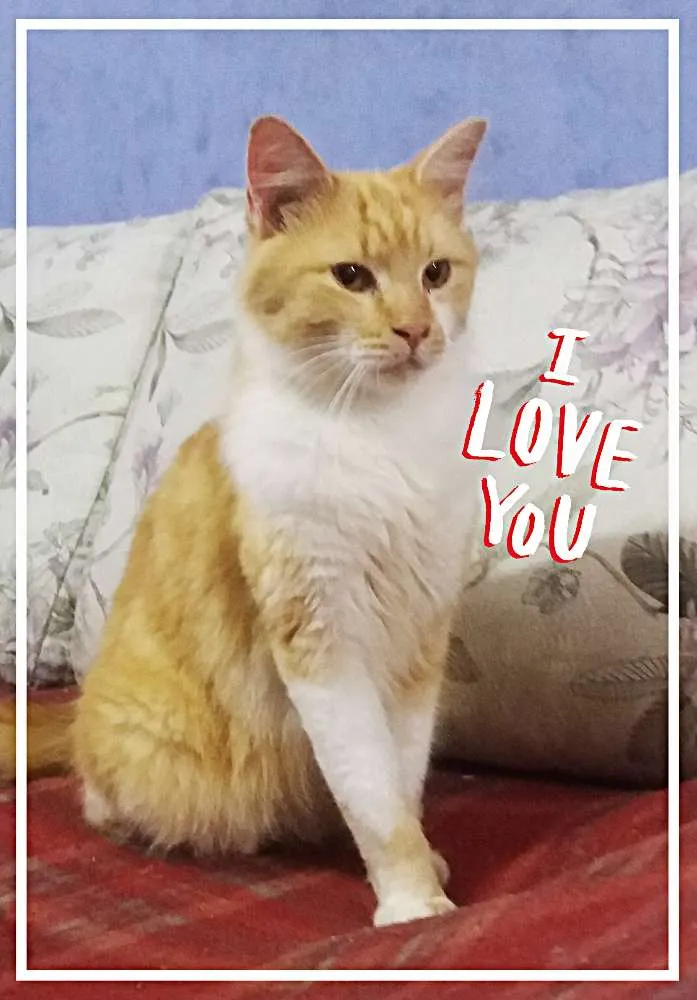 Gato ra a SRD idade 1 ano nome Jones