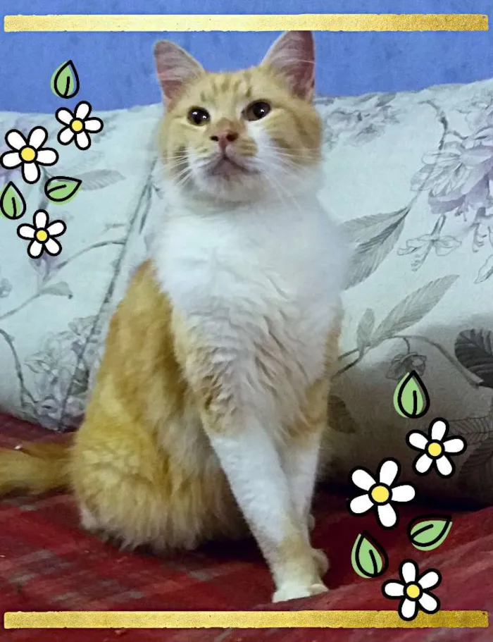 Gato ra a SRD idade 1 ano nome Jones