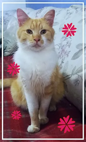 Gato raça SRD idade 1 ano nome Jones