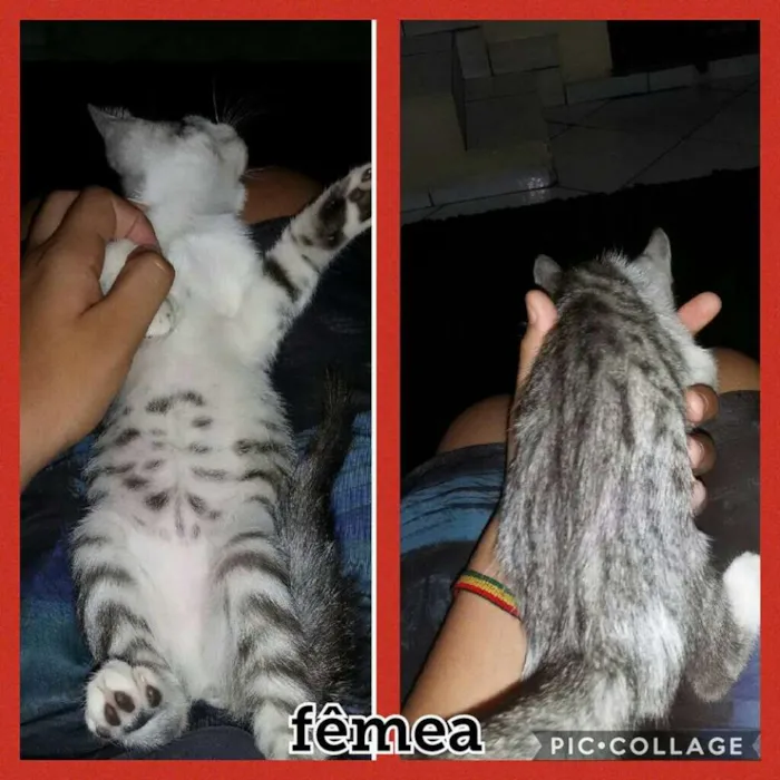 Gato ra a CEAMES idade 2 a 6 meses nome AINDA NAO TEM