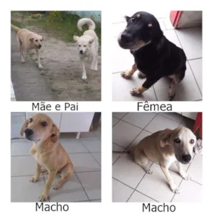 Cachorro raça Labrador com vira-lata idade 2 a 6 meses nome Charlote/Pablo/Jake