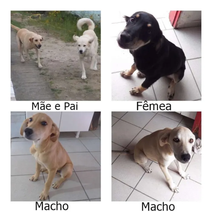 Cachorro ra a Labrador com vira-lata idade 2 a 6 meses nome Charlote/Pablo/Jake