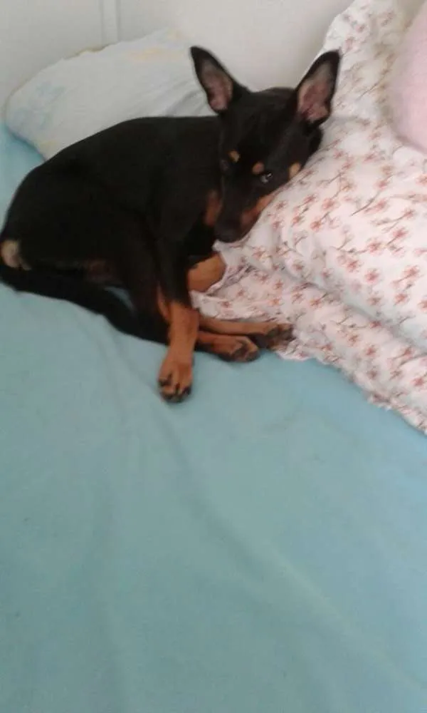 Cachorro ra a Vira Lata idade 7 a 11 meses nome Naomi