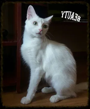 Gato raça Srd idade 2 anos nome Bella