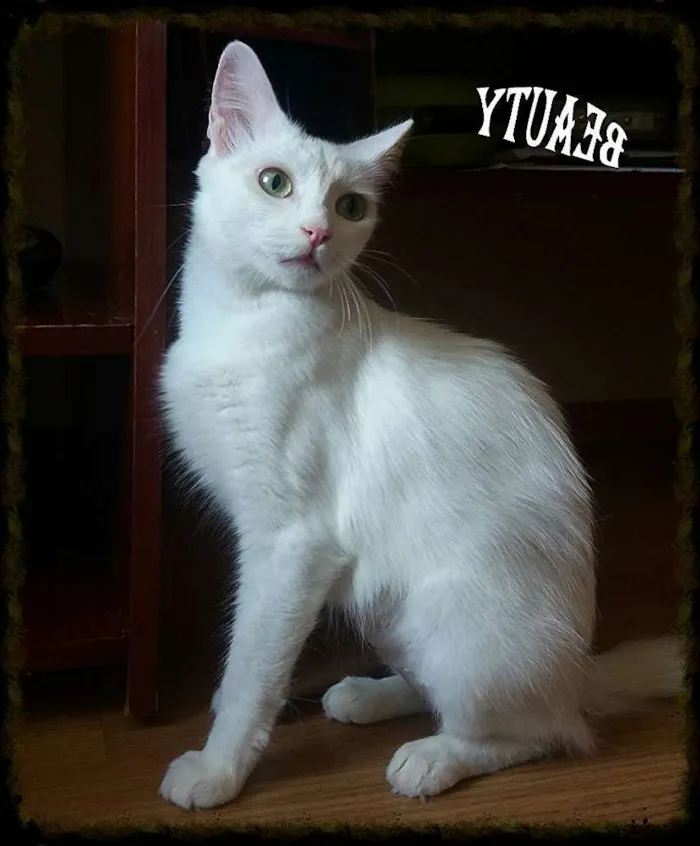 Gato ra a Srd idade 2 anos nome Bella