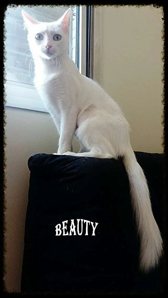 Gato ra a Srd idade 2 anos nome Bella