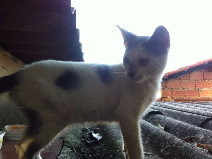 Gato ra a SRD idade 2 a 6 meses nome sem nome.