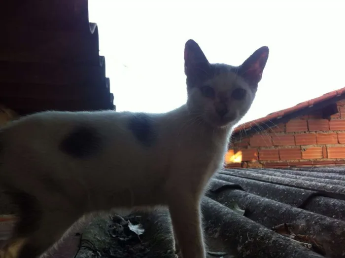 Gato ra a SRD idade 2 a 6 meses nome sem nome.