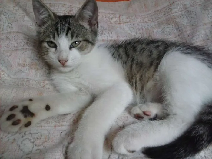 Gato ra a  idade 2 a 6 meses nome Filhotes
