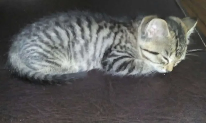 Gato ra a  idade 2 a 6 meses nome Filhotes