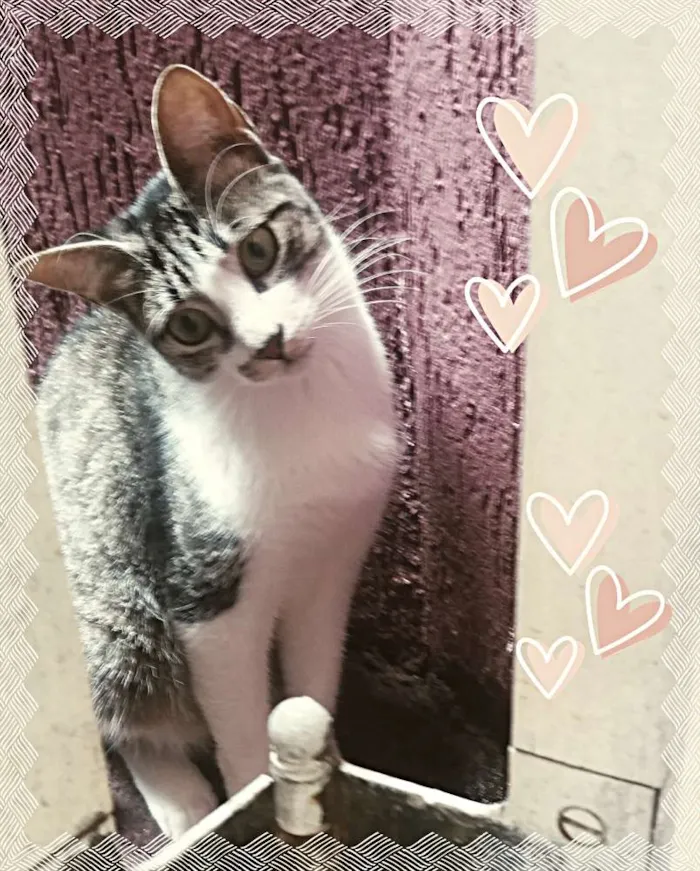 Gato ra a srd idade 7 a 11 meses nome Becky