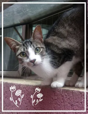 Gato raça srd idade 7 a 11 meses nome Becky