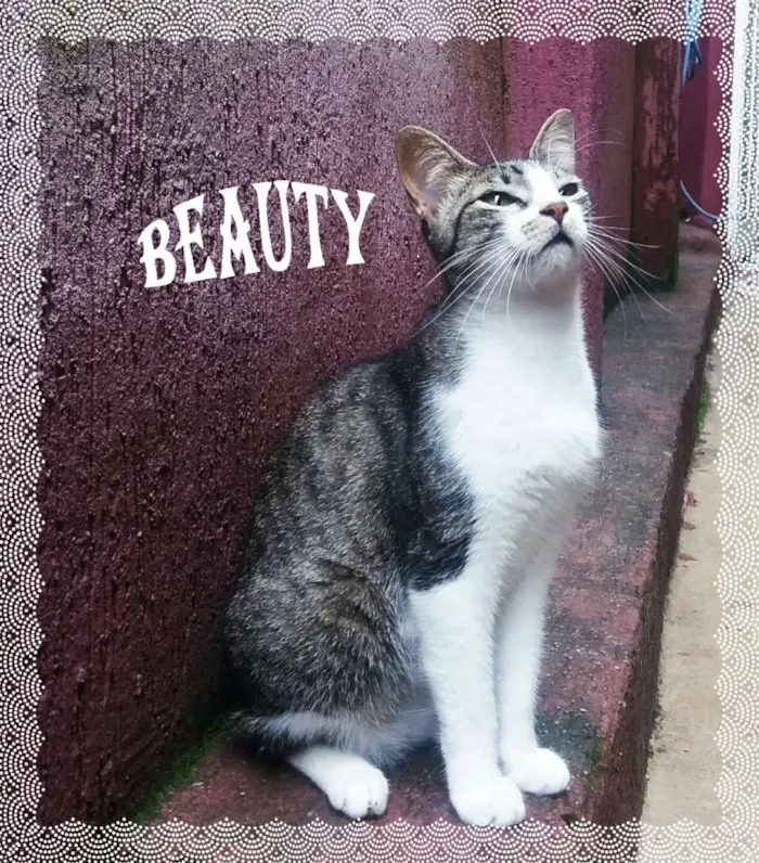 Gato ra a srd idade 7 a 11 meses nome Becky