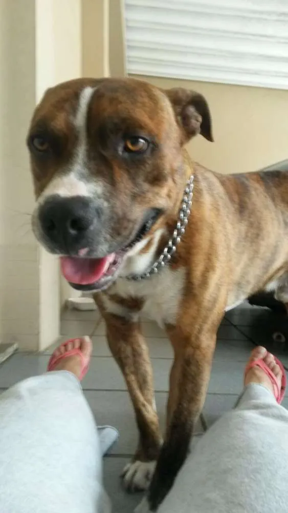 Cachorro ra a Pit-Bull idade 2 anos nome Chape