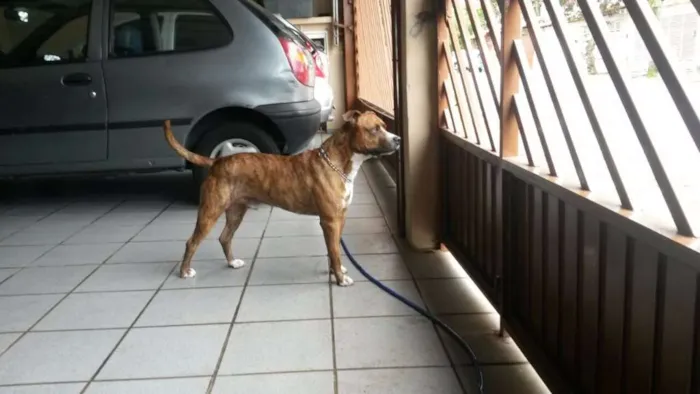 Cachorro ra a Pit-Bull idade 2 anos nome Chape