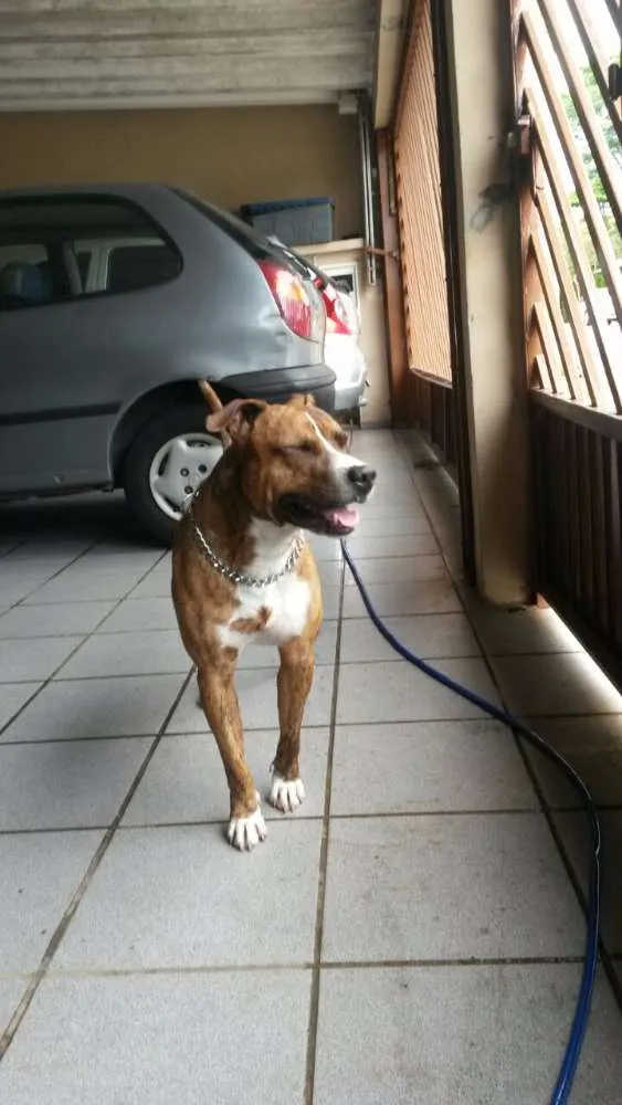 Cachorro ra a Pit-Bull idade 2 anos nome Chape
