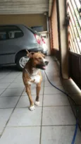 Chape