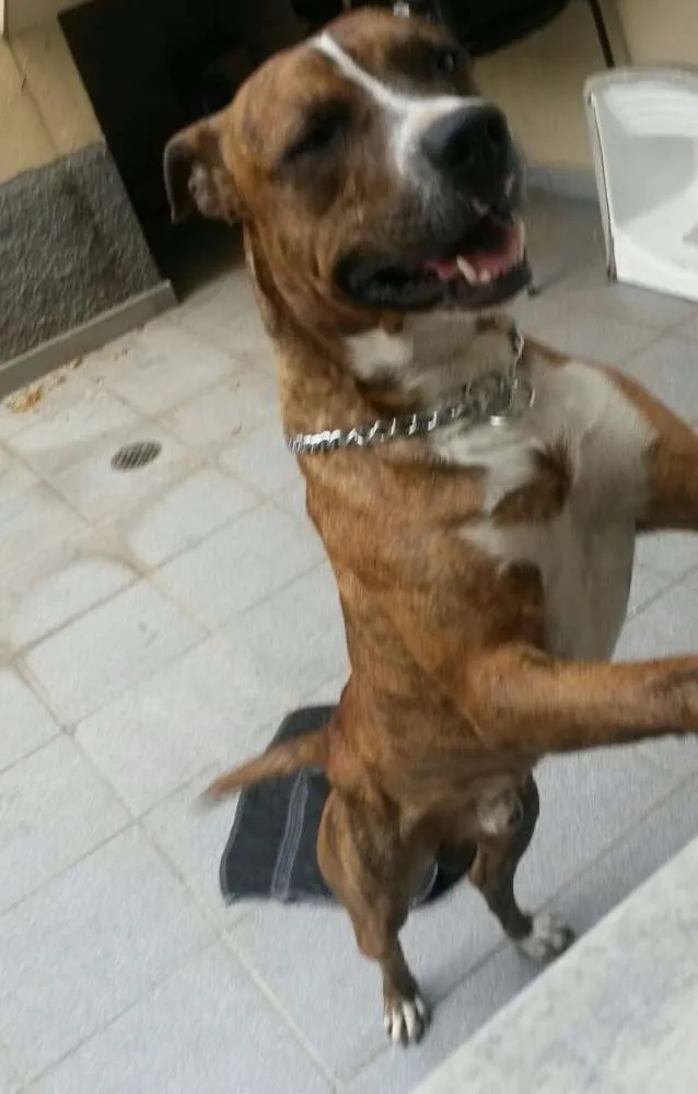 Cachorro ra a Pit-Bull idade 2 anos nome Chape