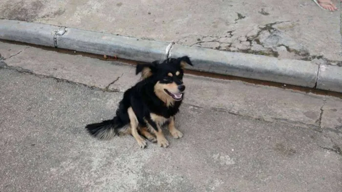 Cachorro ra a vira lata idade 3 anos nome Não tem