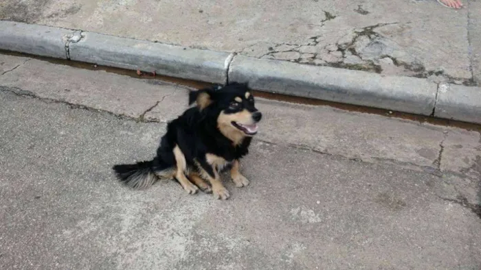 Cachorro ra a vira lata idade 3 anos nome Não tem