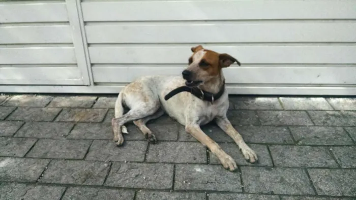 Cachorro ra a  idade  nome Princesa