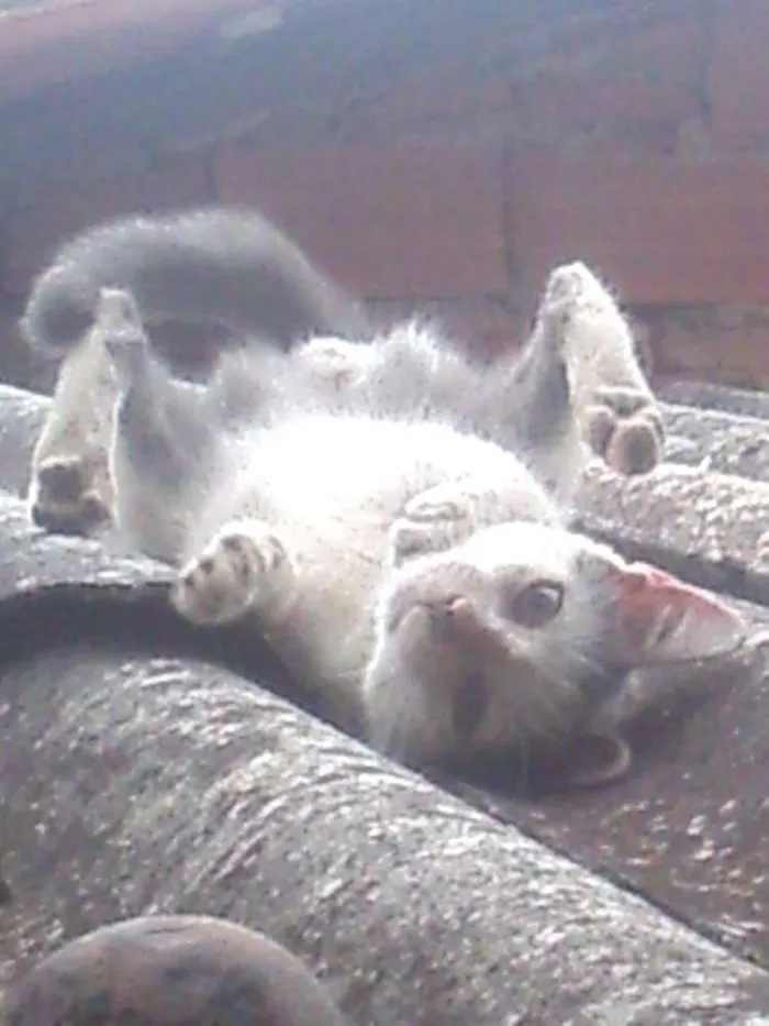 Gato ra a SRD idade 2 a 6 meses nome sem nome.