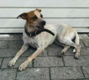 Cachorro raça  idade  nome Princesa