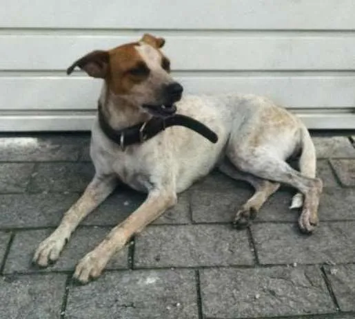 Cachorro ra a  idade  nome Princesa