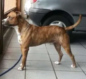 Cachorro raça Pit-Bull idade 2 anos nome Chape