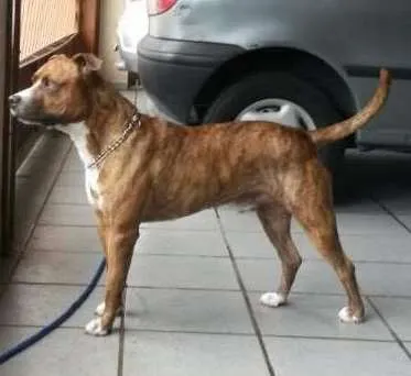 Cachorro ra a Pit-Bull idade 2 anos nome Chape