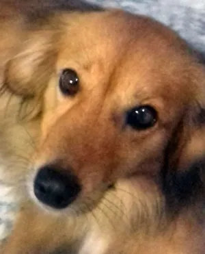 Cachorro raça Não sei idade 1 ano nome Johnny
