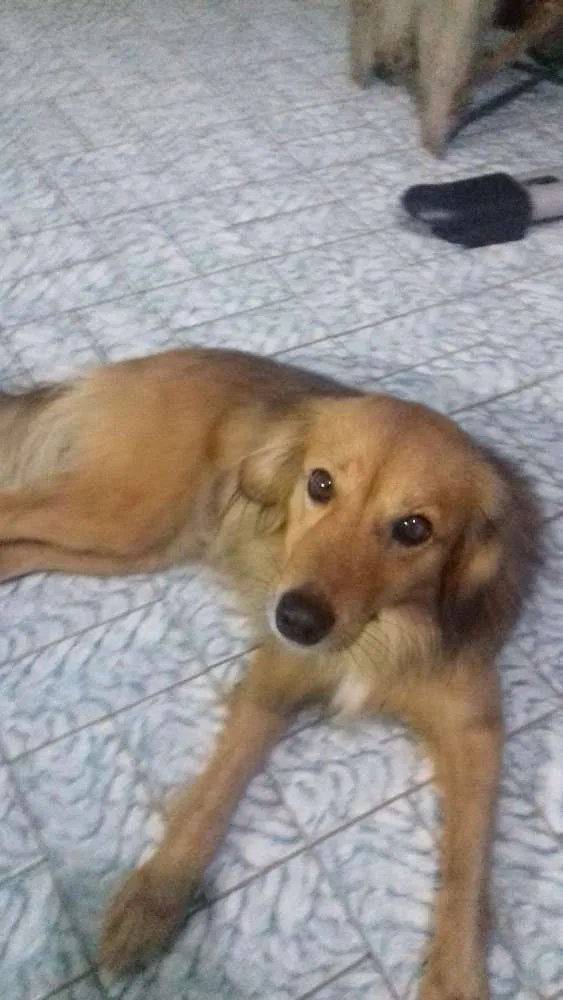 Cachorro ra a Não sei idade 1 ano nome Johnny