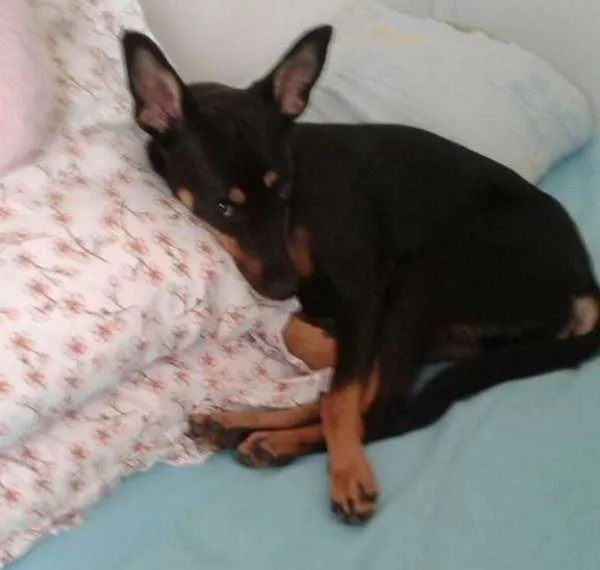 Cachorro ra a Vira Lata idade 7 a 11 meses nome Naomi