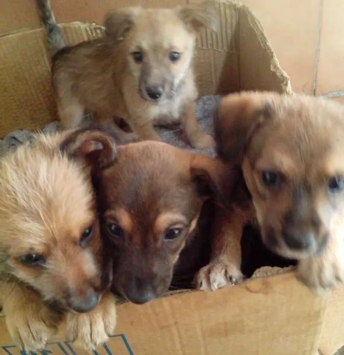 Cachorro ra a Vira lata idade Abaixo de 2 meses nome Pitucha e Lilica