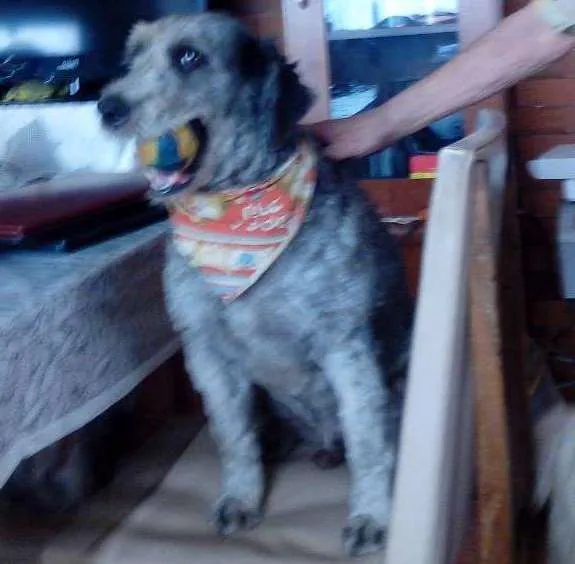 Cachorro ra a Poodle idade 5 anos nome Nati