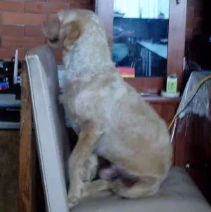 Cachorro raça Vira-lata idade 4 anos nome Izo