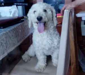 Cachorro raça Vira-lata idade 3 anos nome Marley