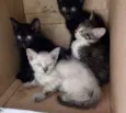 Esperança,
