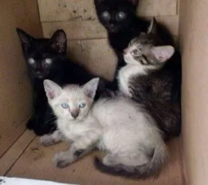 Gato raça Sem raça definida idade Abaixo de 2 meses nome Esperança,