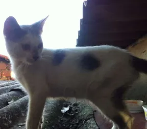 Gato raça SRD idade 2 a 6 meses nome sem nome.