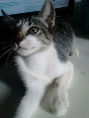 Gato raça SRD idade 2 a 6 meses nome Sem nome