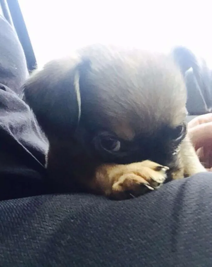 Cachorro ra a SRD idade Abaixo de 2 meses nome KIKA