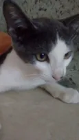 Tico