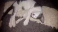 Tico