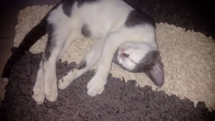 Gato raça Indefinida idade 2 a 6 meses nome Tico